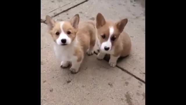Cute baby animals Videos Compilation cutest moment of the animals - Cutest Puppies! #1