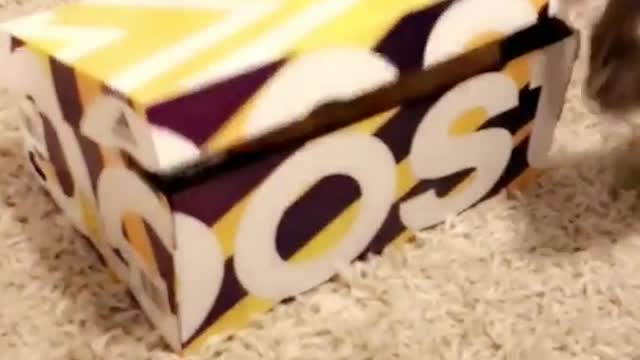 Orange cat appears from adidas ultra boost shoe box