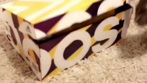 Orange cat appears from adidas ultra boost shoe box