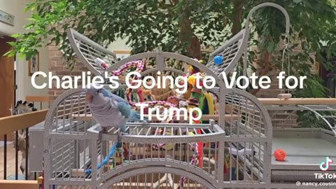 Polly voting for Trump 🤣