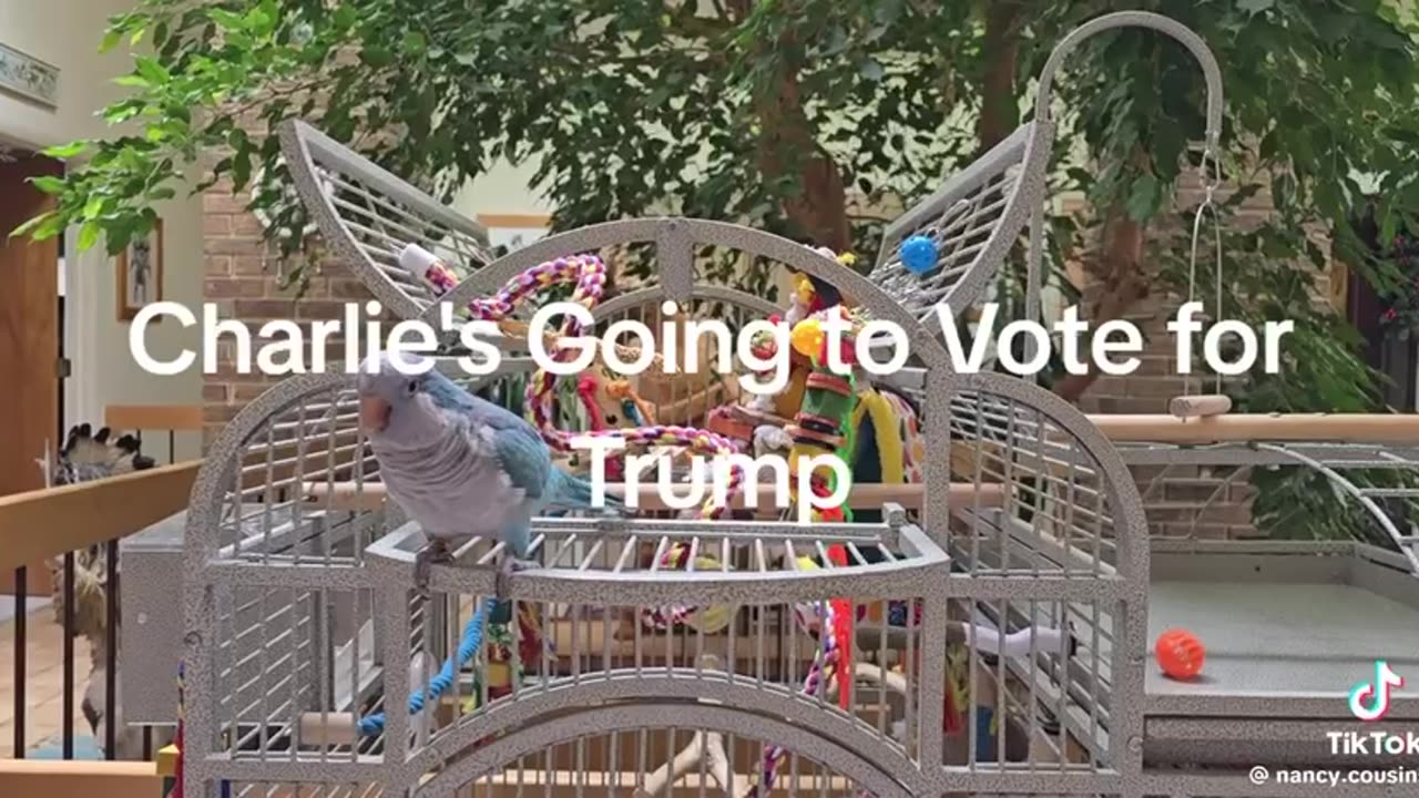 Polly voting for Trump 🤣