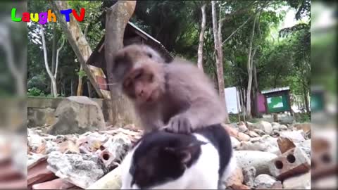 Monkey Annoys A cat for a long time (Hilarious)