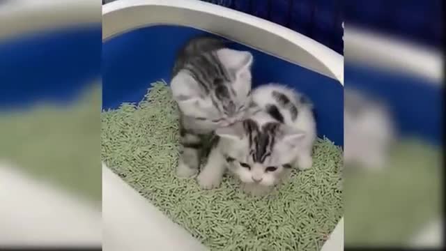 Baby Cats - Cute and Funny Cat Videos Compilation