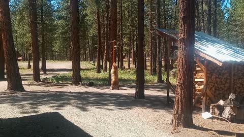 Bear Encounter In Our Backyard 6-3-2021