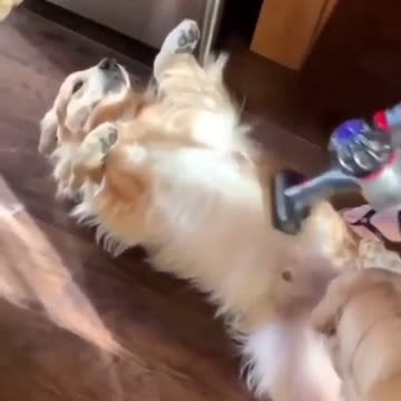 🤣 This puppy loves to be sucked 🤣