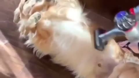 🤣 This puppy loves to be sucked 🤣