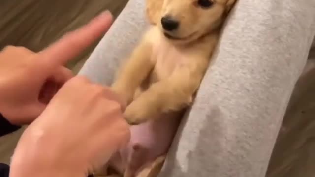 When Wilbur was only 2 pounds 😍