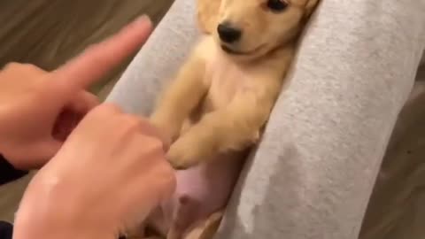 When Wilbur was only 2 pounds 😍