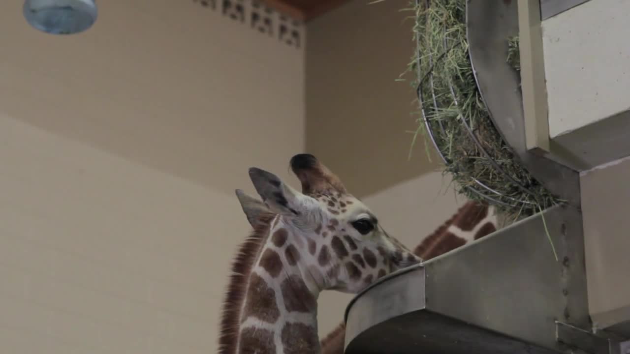 A giraffe eating in the zoo