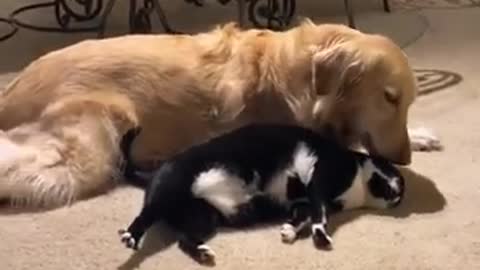 How we kiss a** - Heartwarming cat and dog