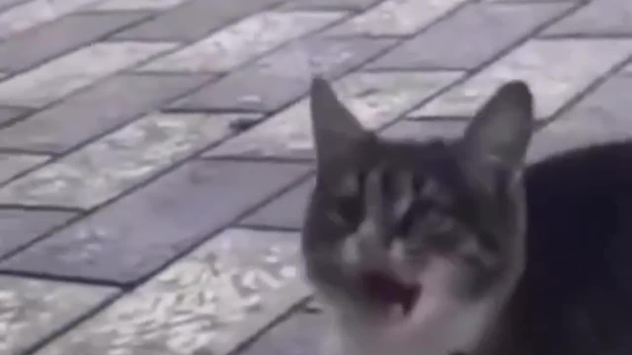 FUNNY CAT HOW CAN HE DO 🤣 🐱 New Funniest Animals Videos 2023 😂