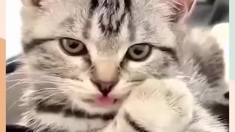 Funny animal short 👀😂 funniest cat and dogs 🐶 🐱 #viral #cat #dog #short