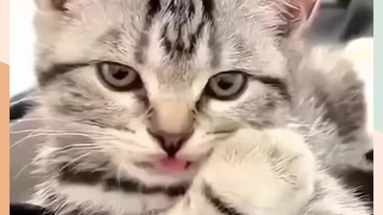 Funny animal short 👀😂 funniest cat and dogs 🐶 🐱 #viral #cat #dog #short