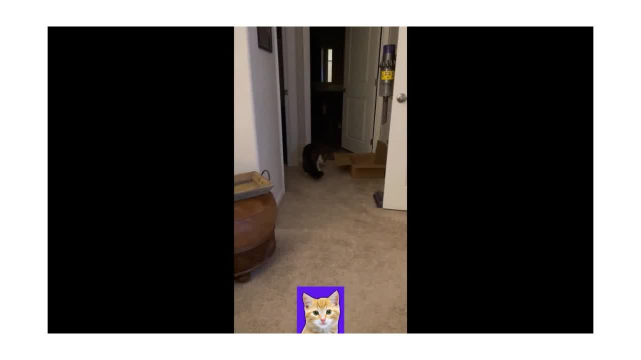 Funny Cats 😸 video