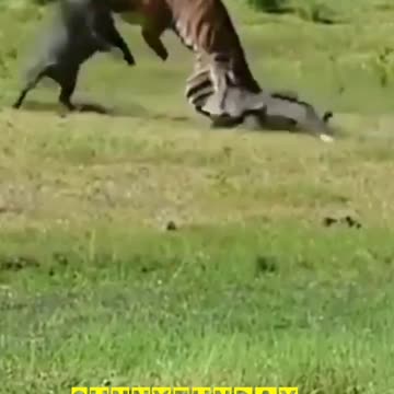 Guess what happening