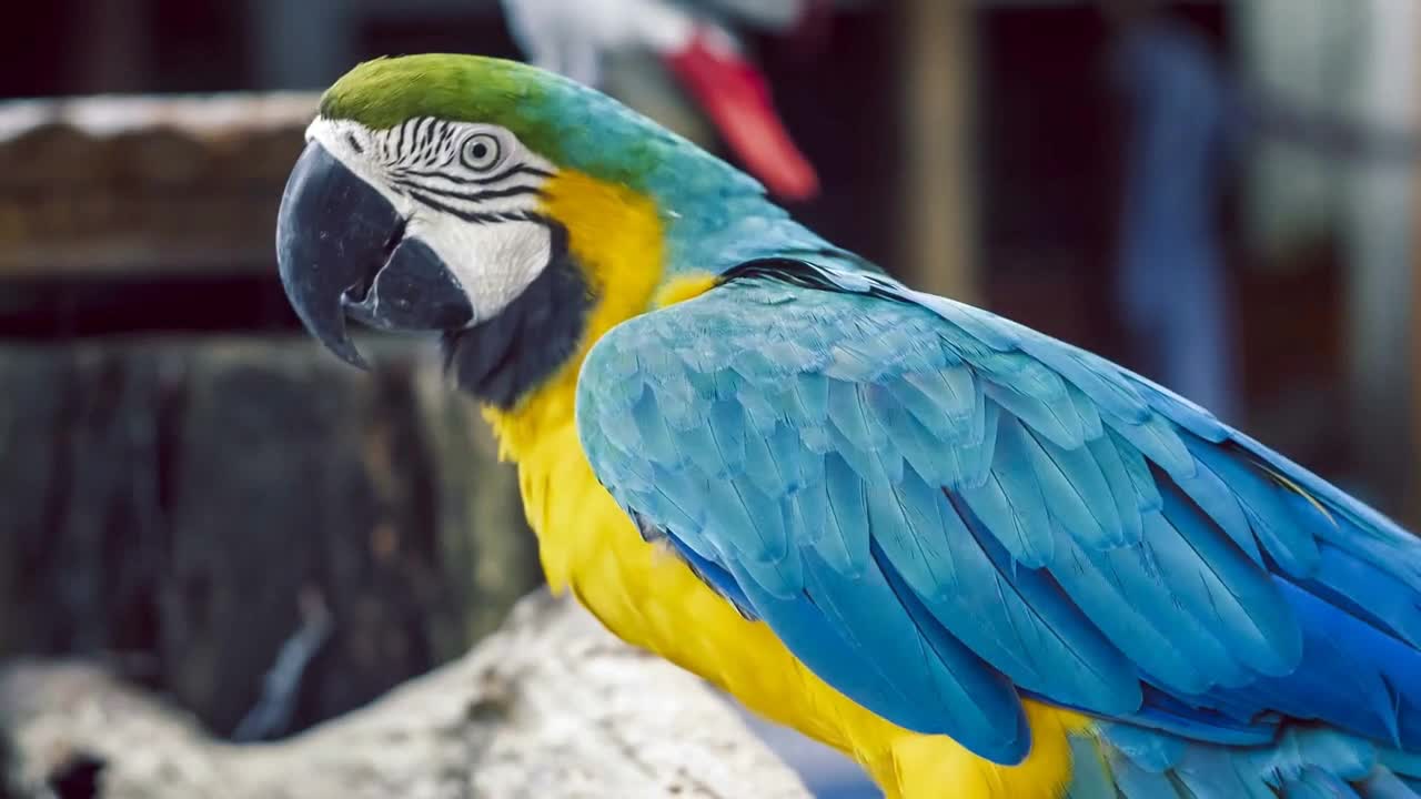 Blue yellow macaw parrot. Blue golden macaw parrot. Ara ararauna. Neotropical parrots macaws