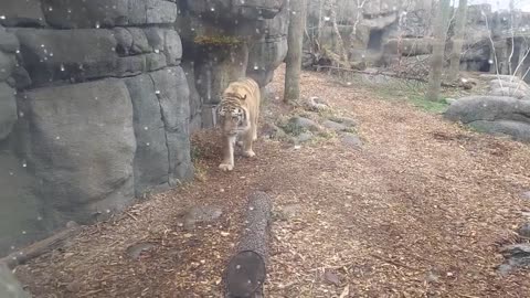 Tiger in Zoo