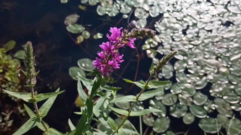 Purple Loosestrife