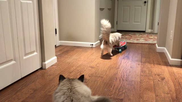 Ragdoll Cat Flawlessly Rides Skateboard