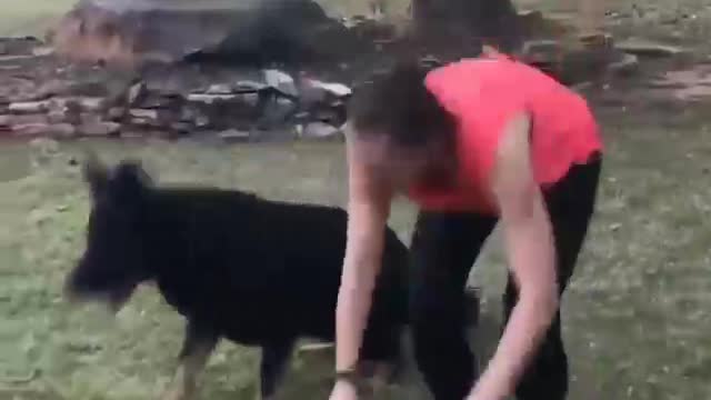 PERRITO HACIENDO EJERCICIO CON SU DUEÑO