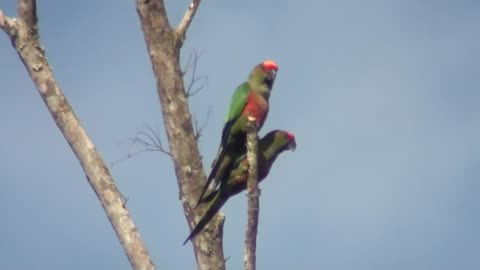 Golden - capped parakeet parrot - parrot species (10)