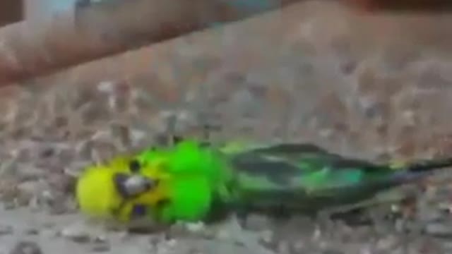 Watch the most sad scene. You will cry like this parrot. He is sad for his wife who has passed away