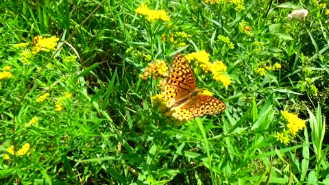 Fritillary Butterfly