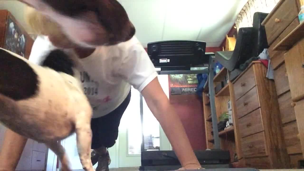 Trio of dogs make it difficult for owner to workout