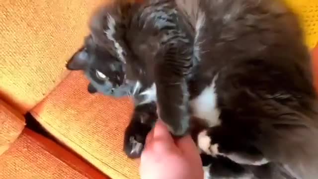 "Mangaiere pe burtica Bravo Ju-Ju" #catsofinstagram