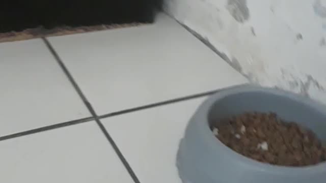Experiência animal