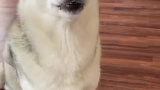 5 Reasons Why Husky is The WEIRDEST DOG