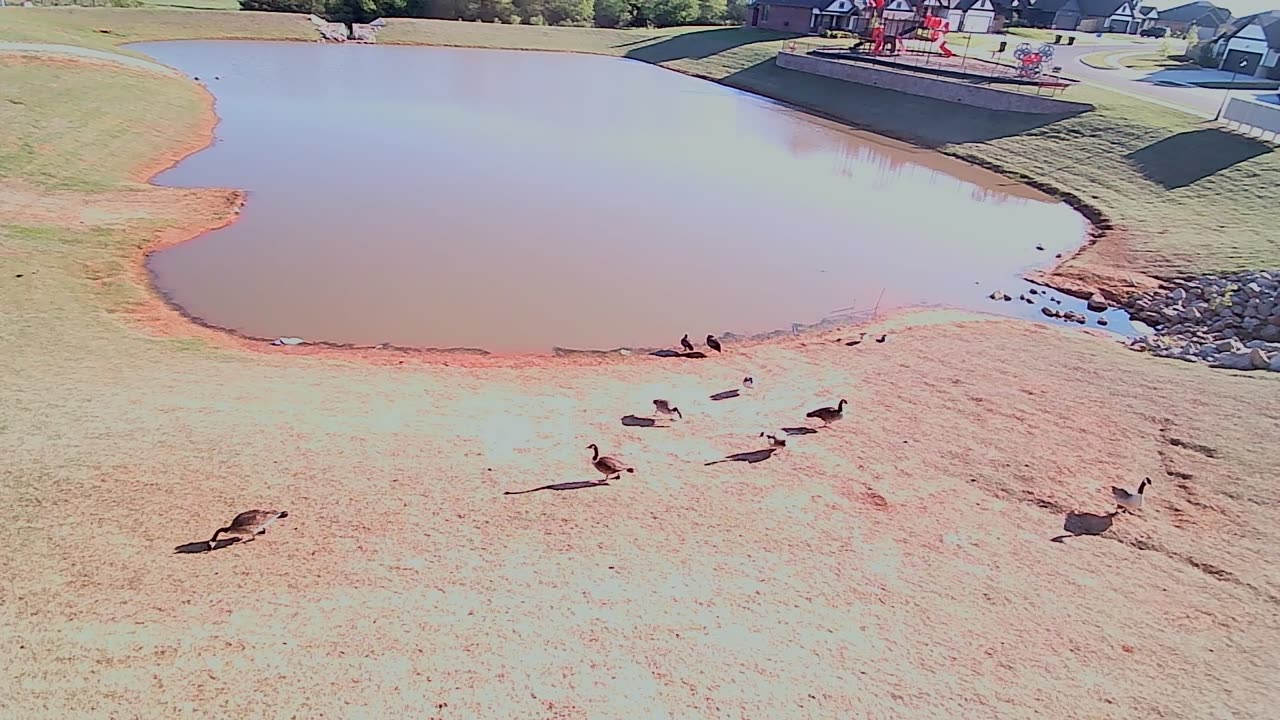 The Pond