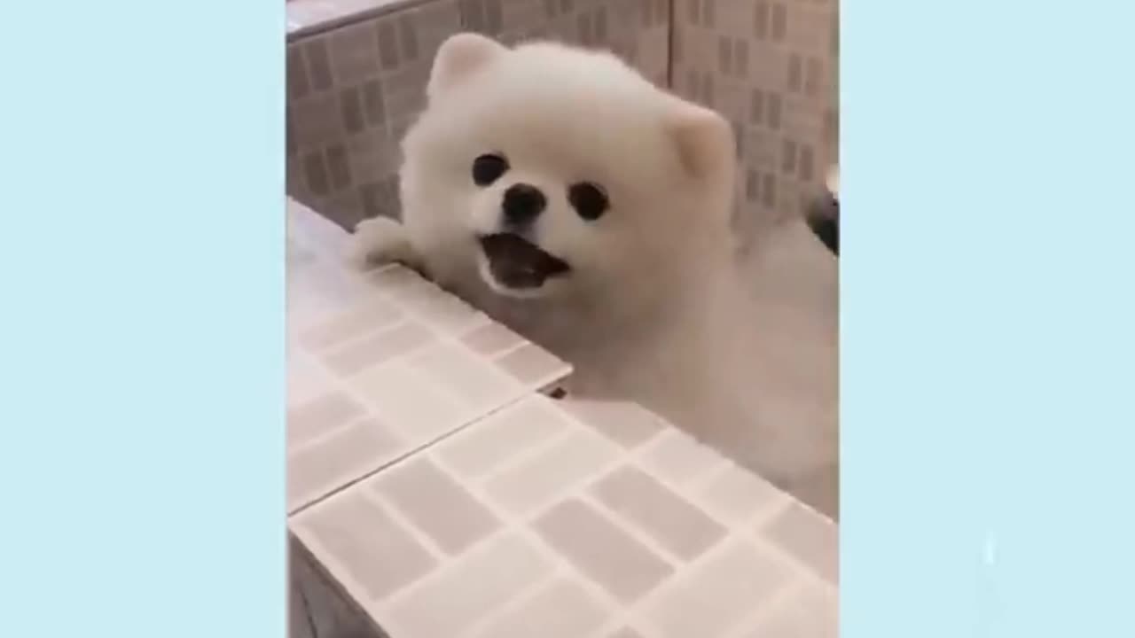 Cute dog in Bath!