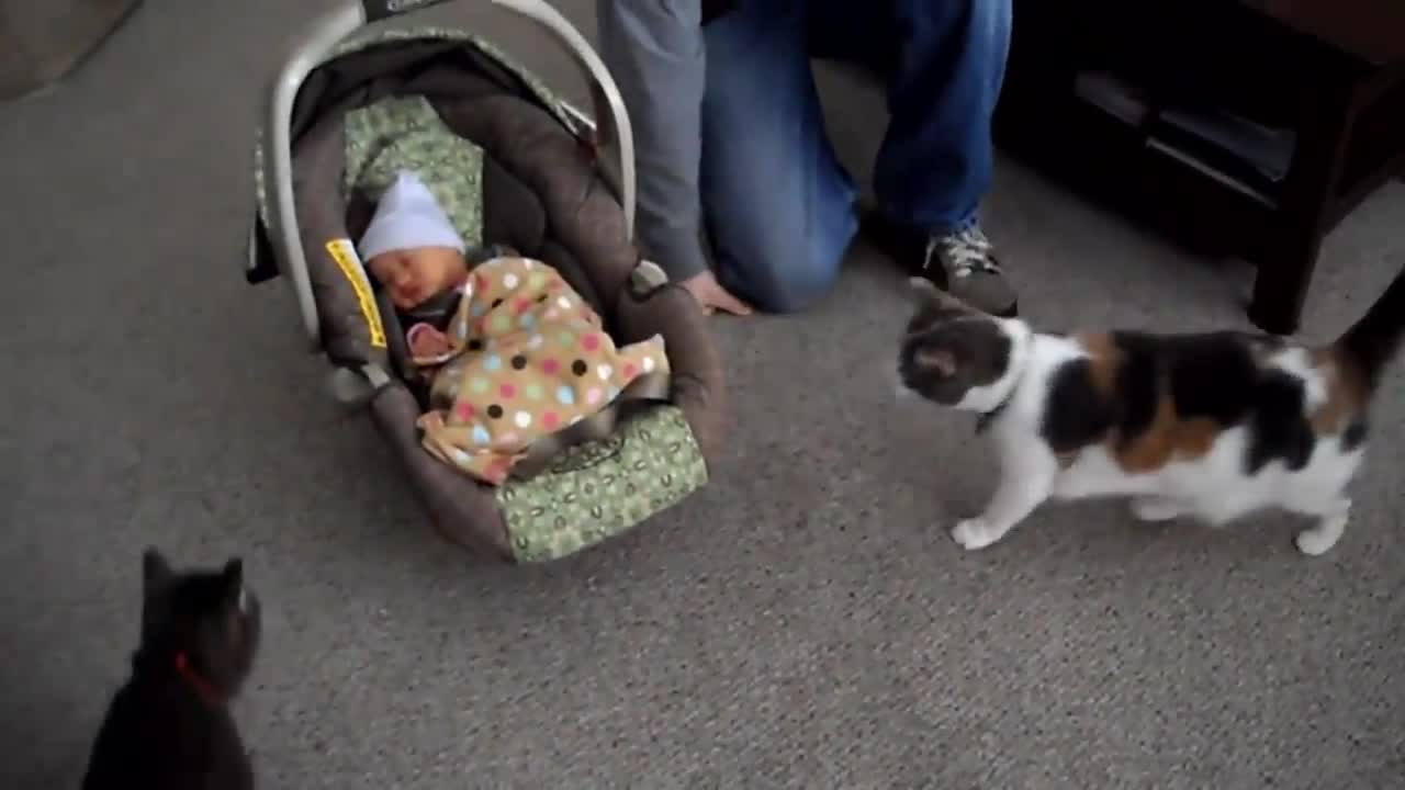 Oh ho, the cats meets the cute babies