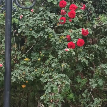 Red roses