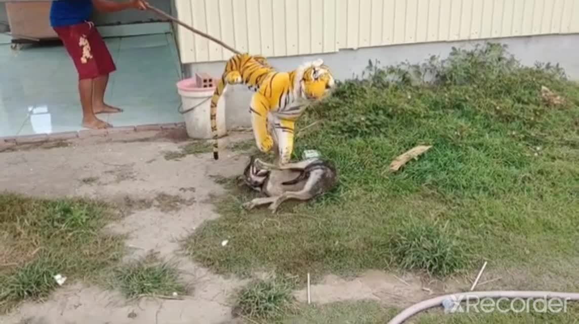 fake tiger prank dog unny sleepwalking videos