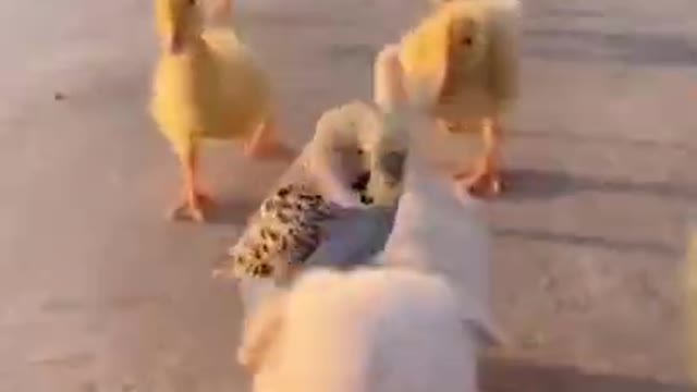 Funny Animal Videos - Awesome Funny Pet Animals | Cute Animals | Super Funny Dog Videos #short video