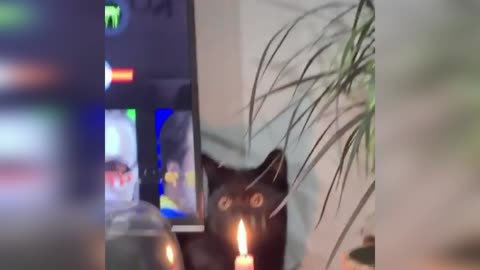 cat and candle (very funny)