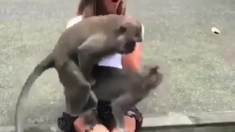 Funny monkey make love infront of the girls eye 😂😂