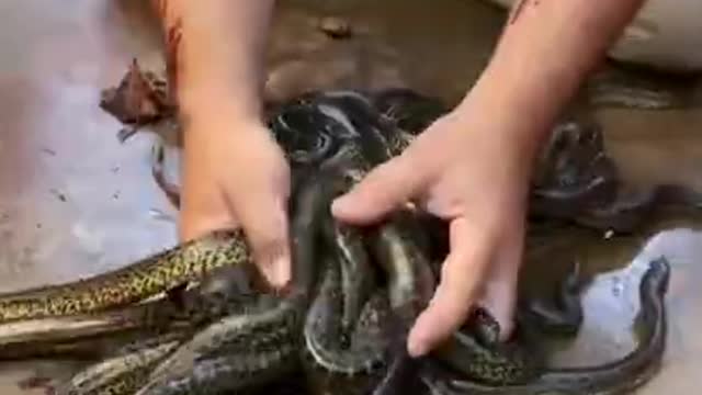 Animals club 1 channel #animals #reptiles #pets #shorts (4)