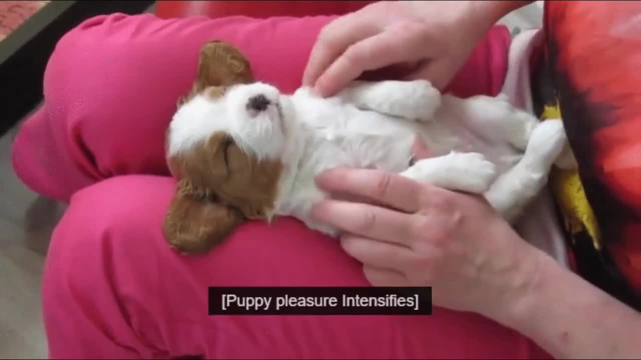 cutest cat and dog video