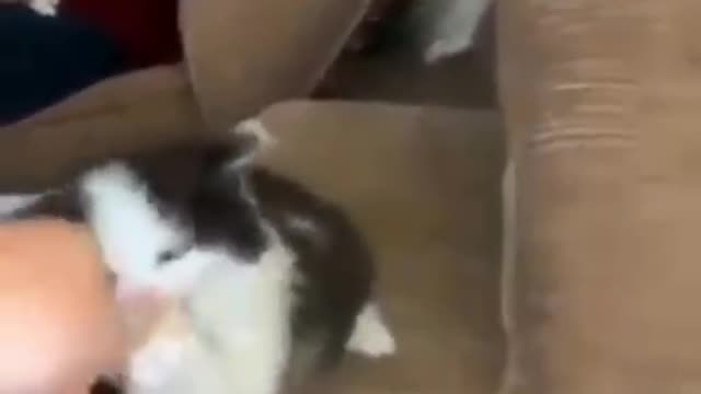 Funny Compilation Pets 001