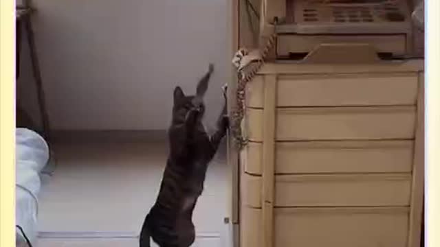 Collection of cute cats