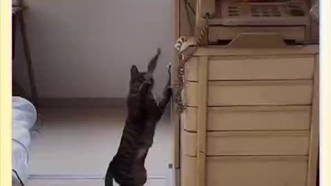 Collection of cute cats