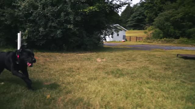 HOW I safe TRAIN MY DOGS COMPLETELY OFF LEASH! CHECK INFO!!
