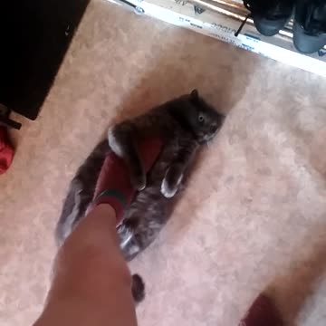 Cat likes stroking foot