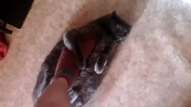 Cat likes stroking foot