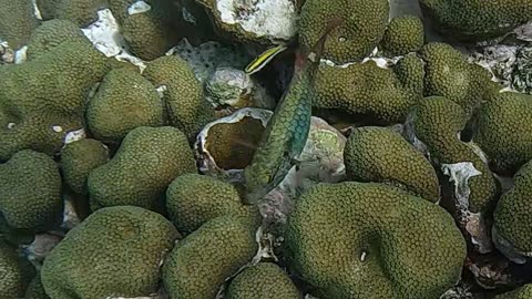 Redband Parrotfish