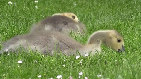 Beautiful ducks eating