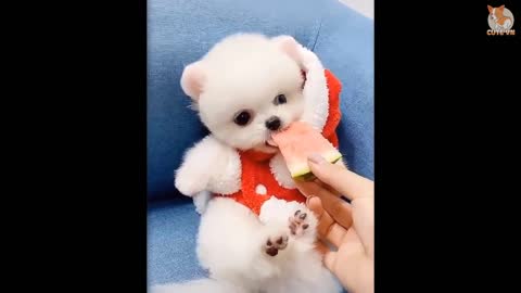 Funny and Cute Pomeranian V